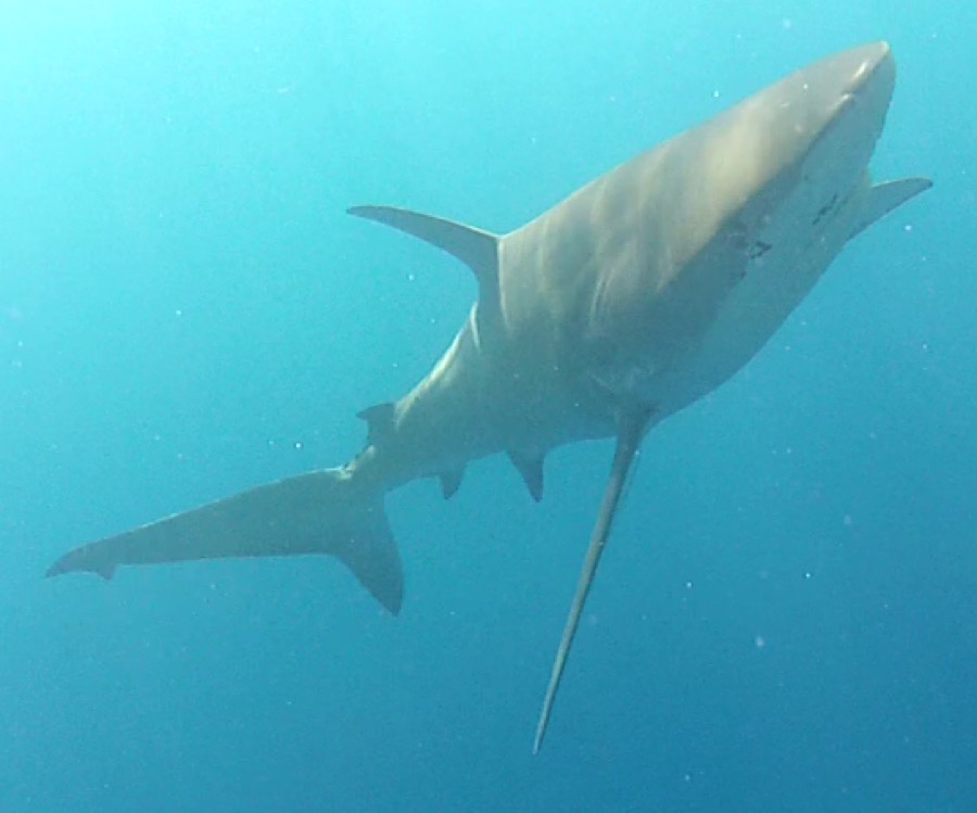 A shark in open water